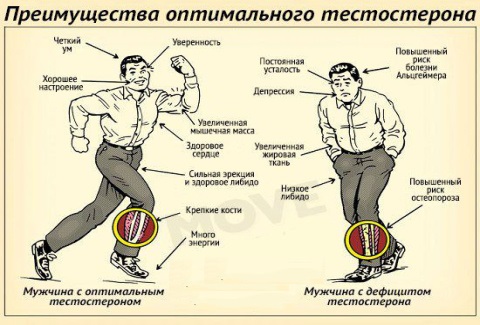 Тестостерон © - Бодибилдинг форум AnabolicShops