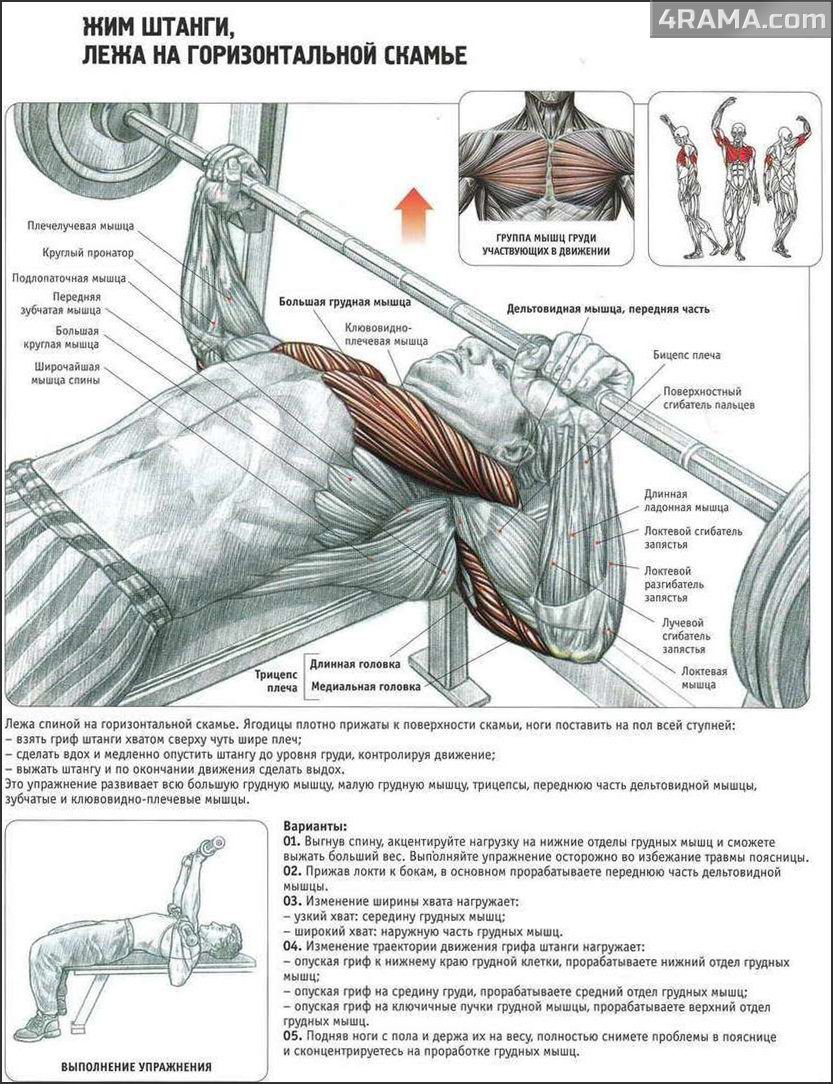 Жим лежа в бодибилдинге - Бодибилдинг форум AnabolicShops