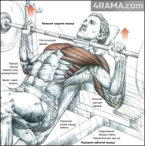 Жим лежа в бодибилдинге - Бодибилдинг форум AnabolicShops