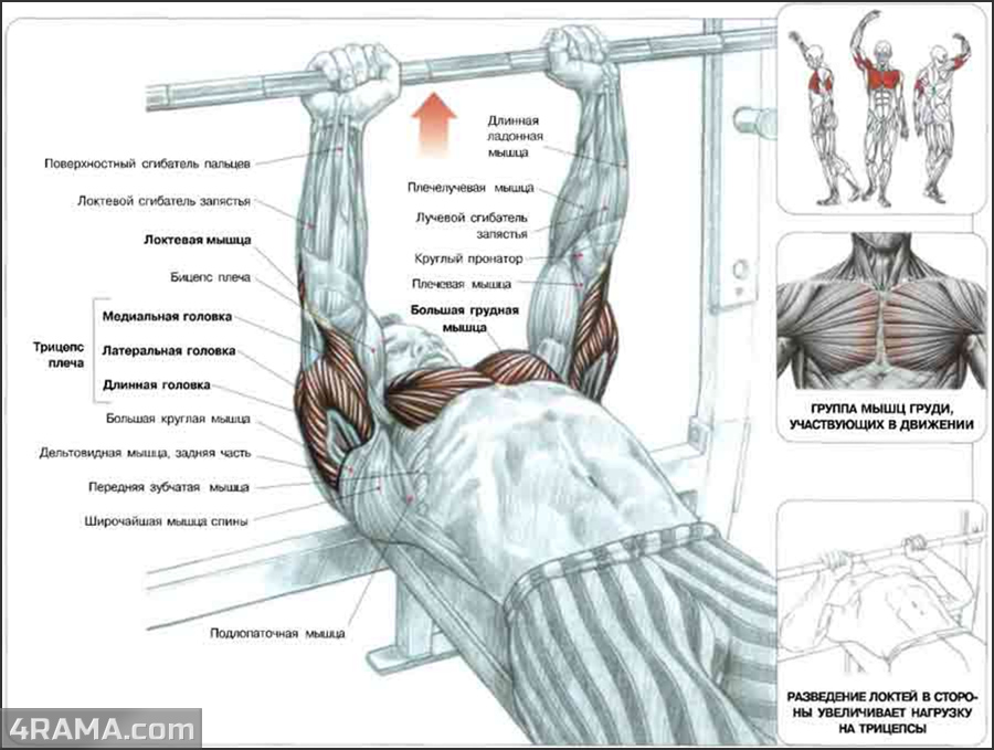 Жим лежа в бодибилдинге - Бодибилдинг форум AnabolicShops