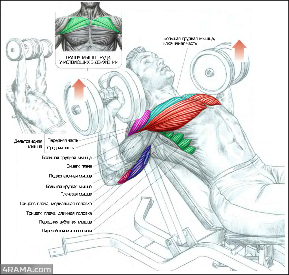 Жим лежа в бодибилдинге - Бодибилдинг форум AnabolicShops