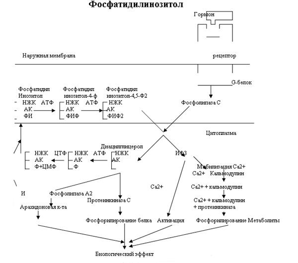 Чуть науки в темное царство безудержного кача! - Бодибилдинг форум AnabolicShops