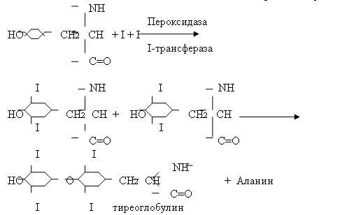 Чуть науки в темное царство безудержного кача! - Бодибилдинг форум AnabolicShops